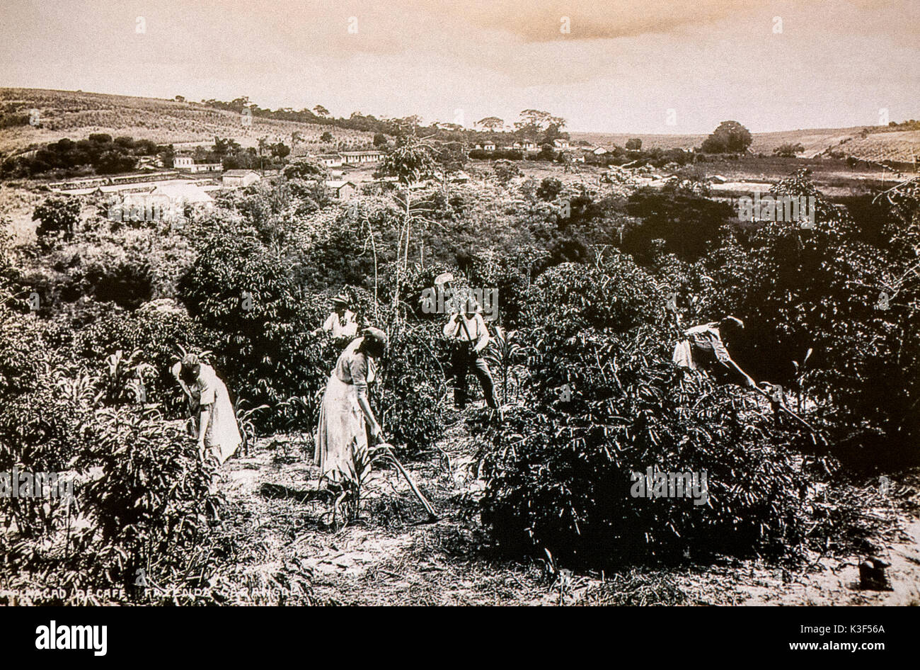 Brasil La inmigración italiana a principios de 1900 -desmalezado de café. El desmalezado del suelo es uno de los inmigrantes italianos tareas Foto de stock