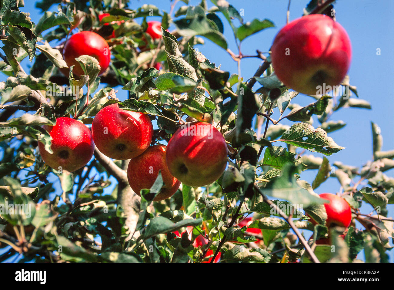 Escarcha manzanas en un manzano Foto de stock