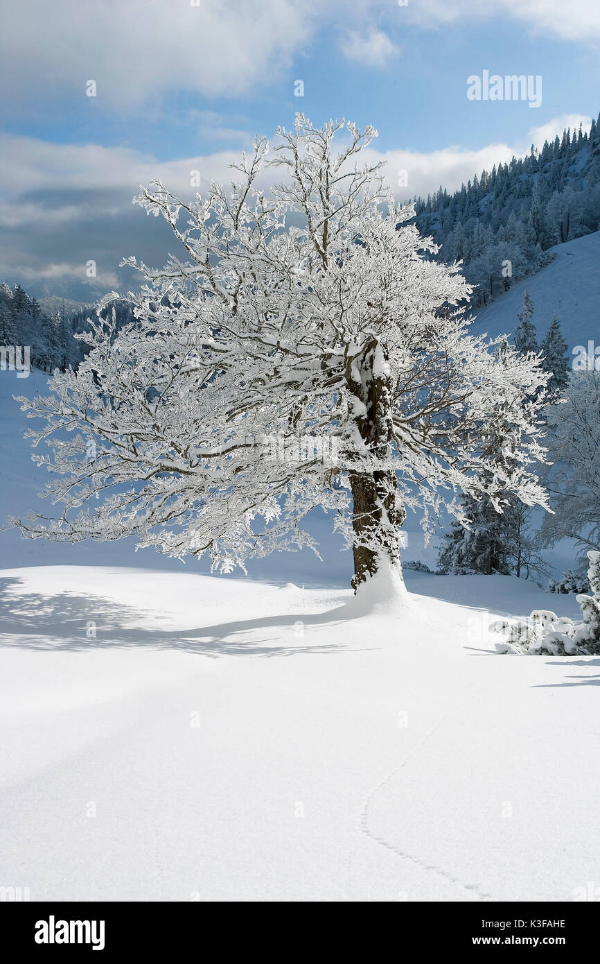 Sin marcar, árbol cubierto de nieve Foto de stock