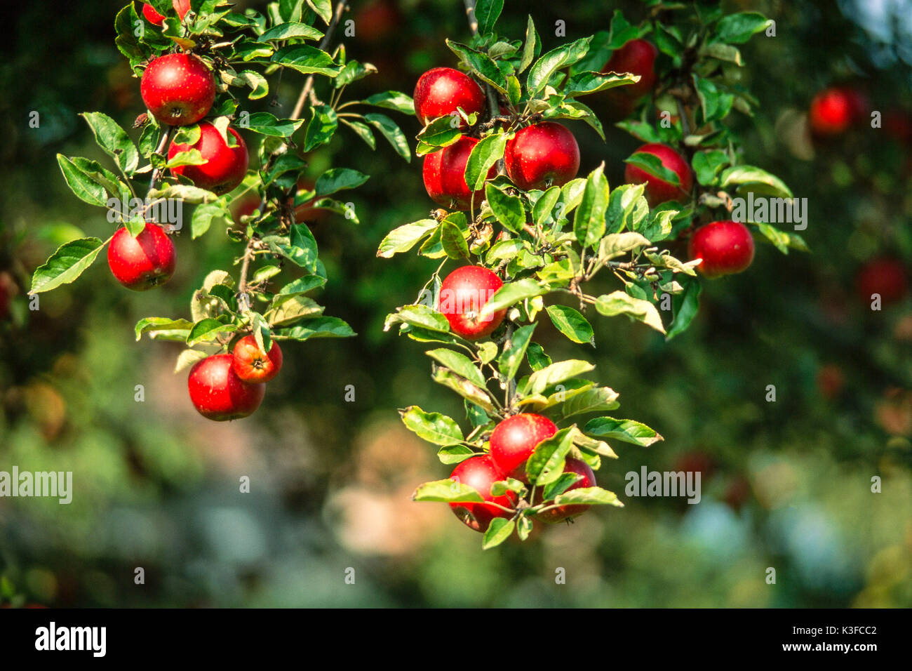 Las manzanas rojas en un manzano Foto de stock