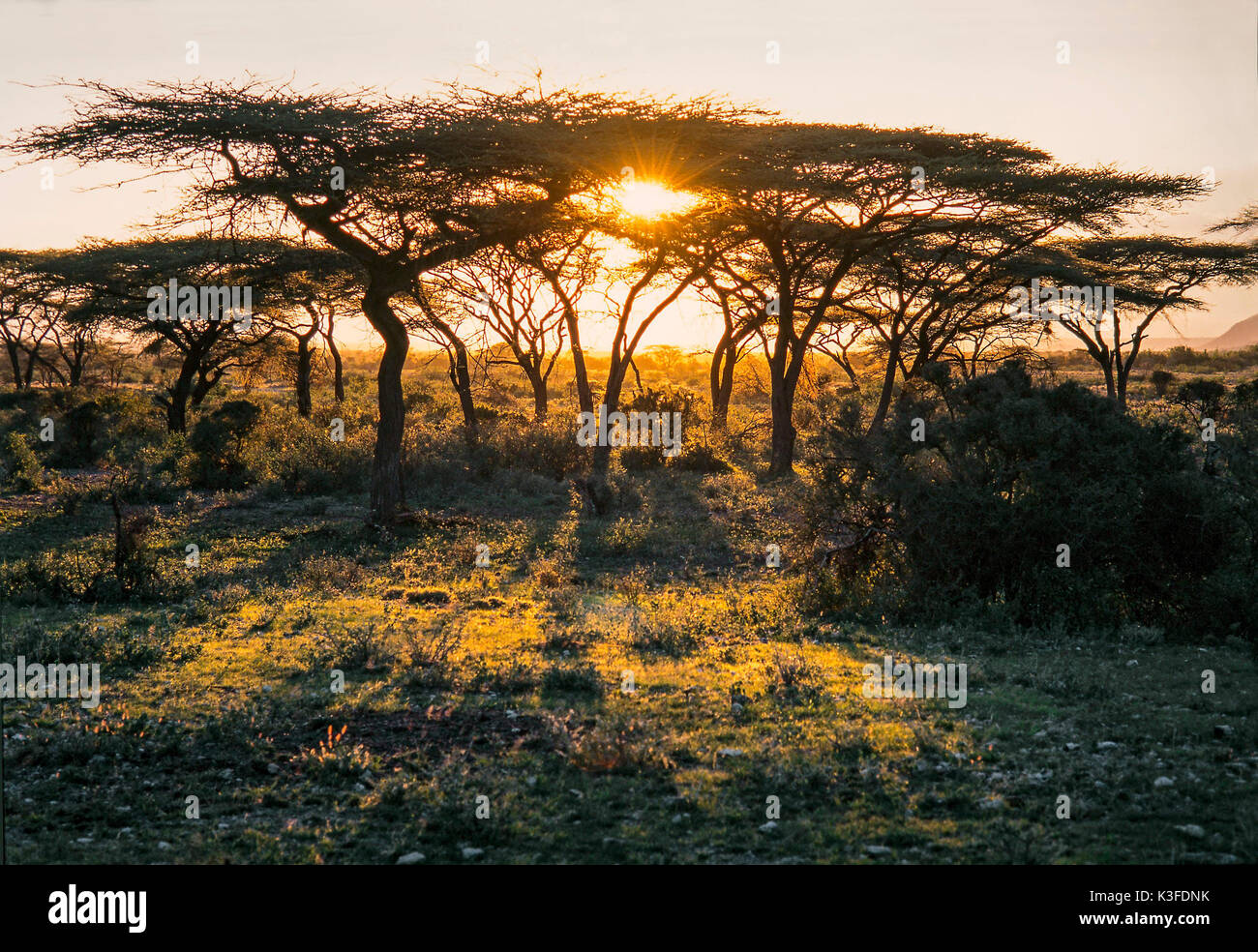 Sundown en el Massai Mara, Kenia Parque Nacional Foto de stock