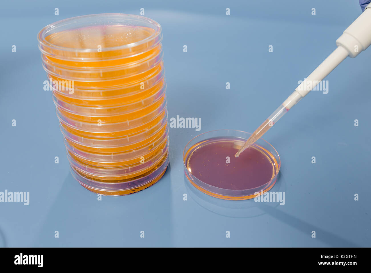 Montón de petri con crecientes cultivos de microorganismos, hongos y microbios. Una placa Petri ( Petrie dish) conocido como una placa de Petri o cell-cultura di Foto de stock