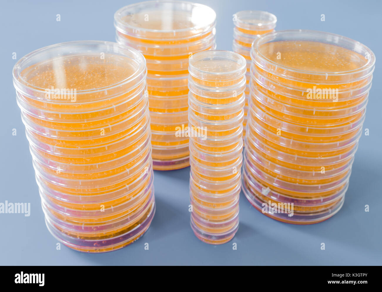 Montón de petri con crecientes cultivos de microorganismos, hongos y microbios. Una placa Petri ( Petrie dish) conocido como una placa de Petri o cell-cultura di Foto de stock