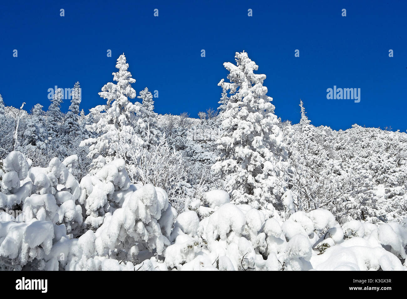 Paisaje invernal con nieve-cubierto de árboles de Navidad Foto de stock