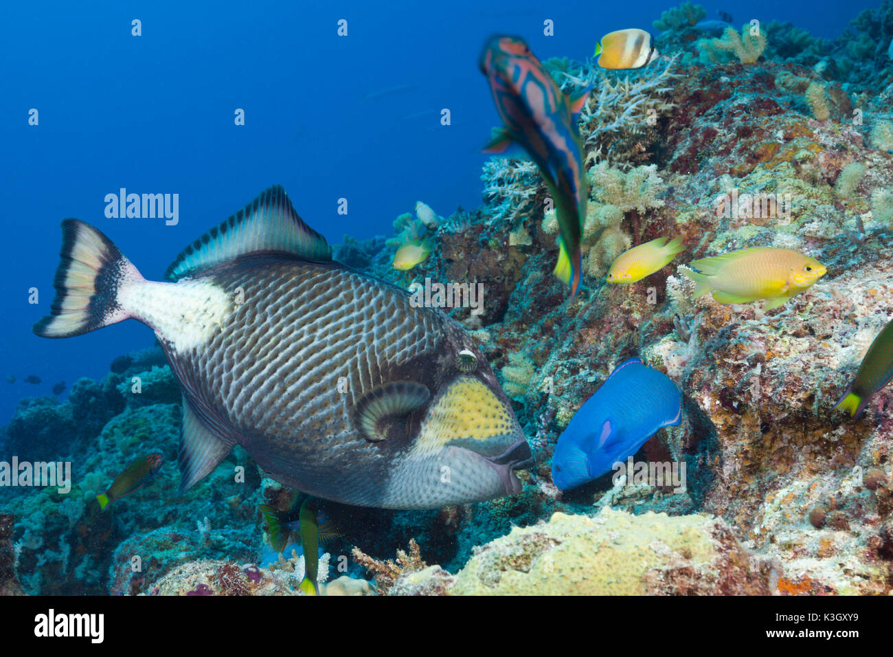 Titan Ballesta, Balistoides viridescens, la Gran Barrera de Coral de Australia Foto de stock
