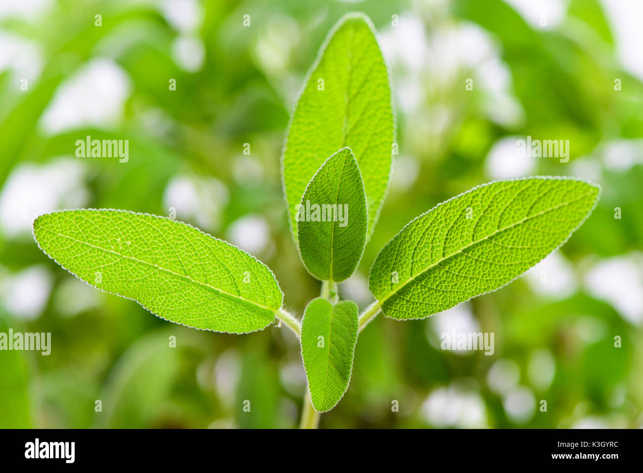 Sage como plantas medicinales y especias plant Foto de stock