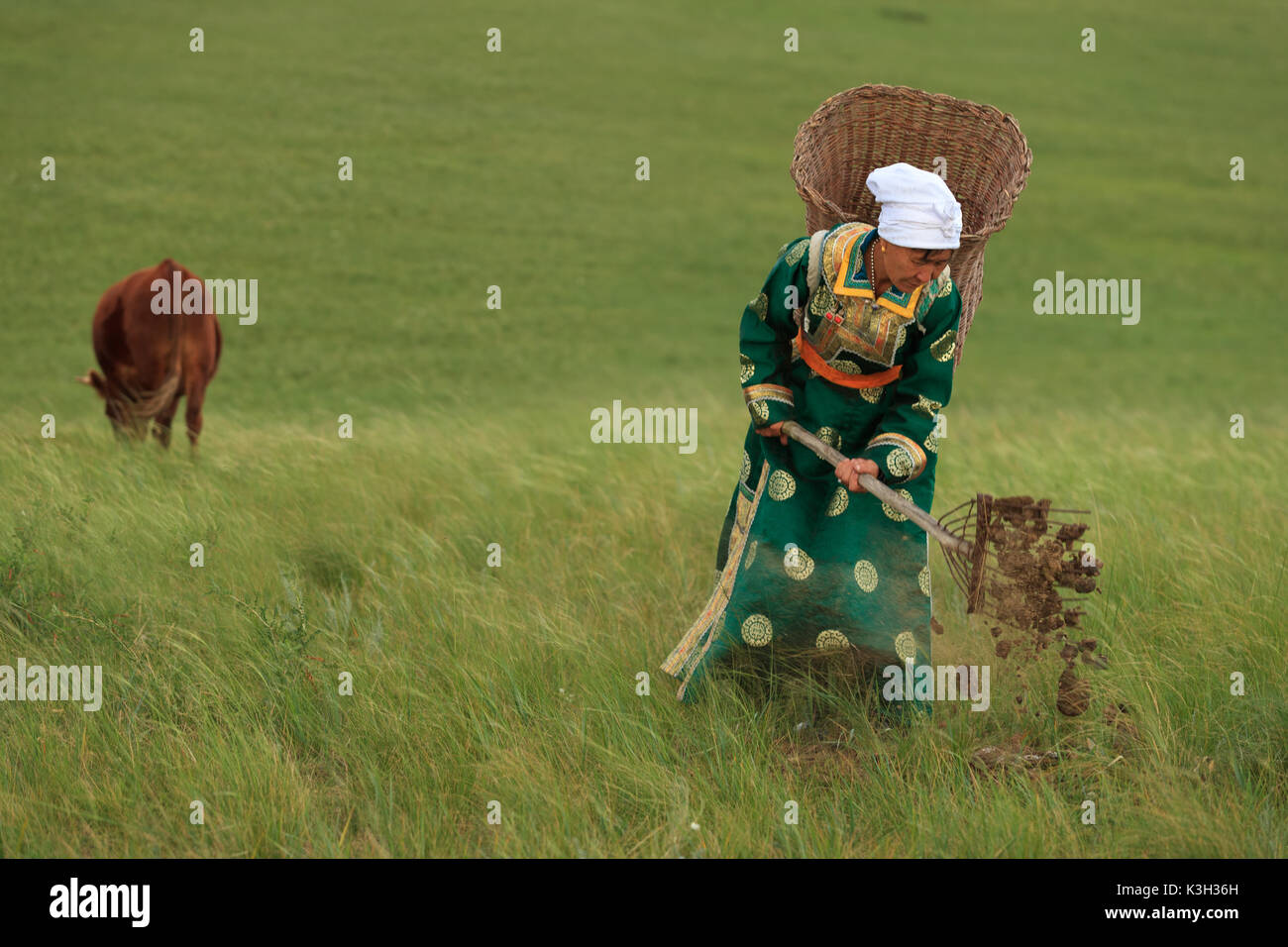 Mongolia interior, China-Julio 31, 2017: no identificados mongol nómada mujer recoge el estiércol de vaca en su cesta en la espalda con el fin de preparar el césped o Foto de stock