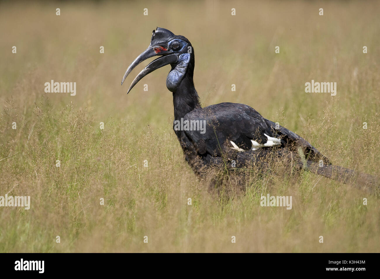 Bucero Tierra Abyssian o terrestre del Norte, Bucero bucorvus abyssinicus, Parque de Masai Mara en Kenya Foto de stock