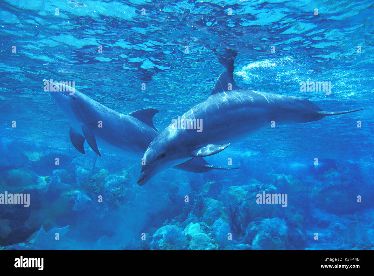 El delfín mular, tursiops truncatus Foto de stock