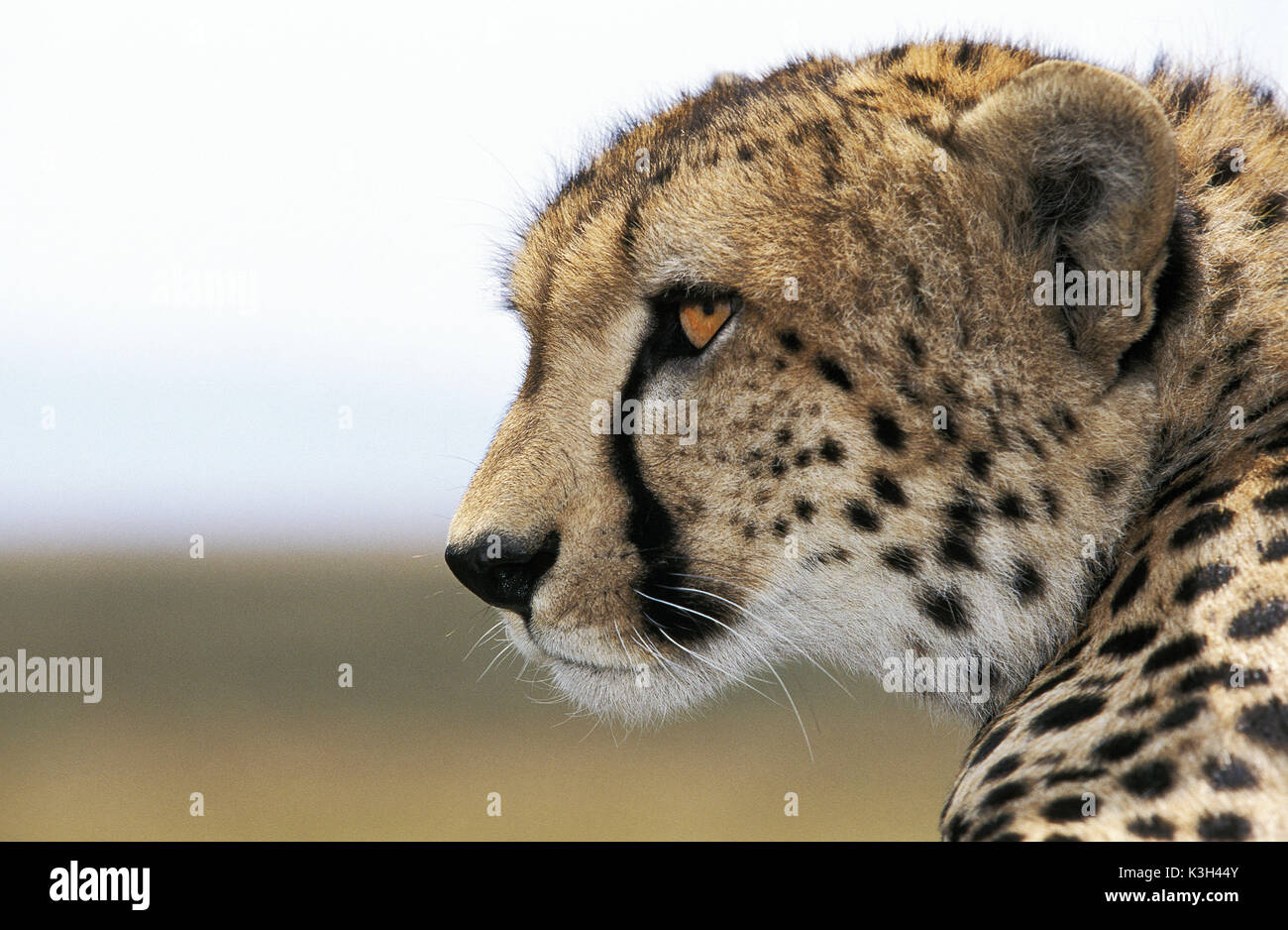 Guepardo Acinonyx jubatus, Retrato de adulto, Parque de Masai Mara en Kenya Foto de stock