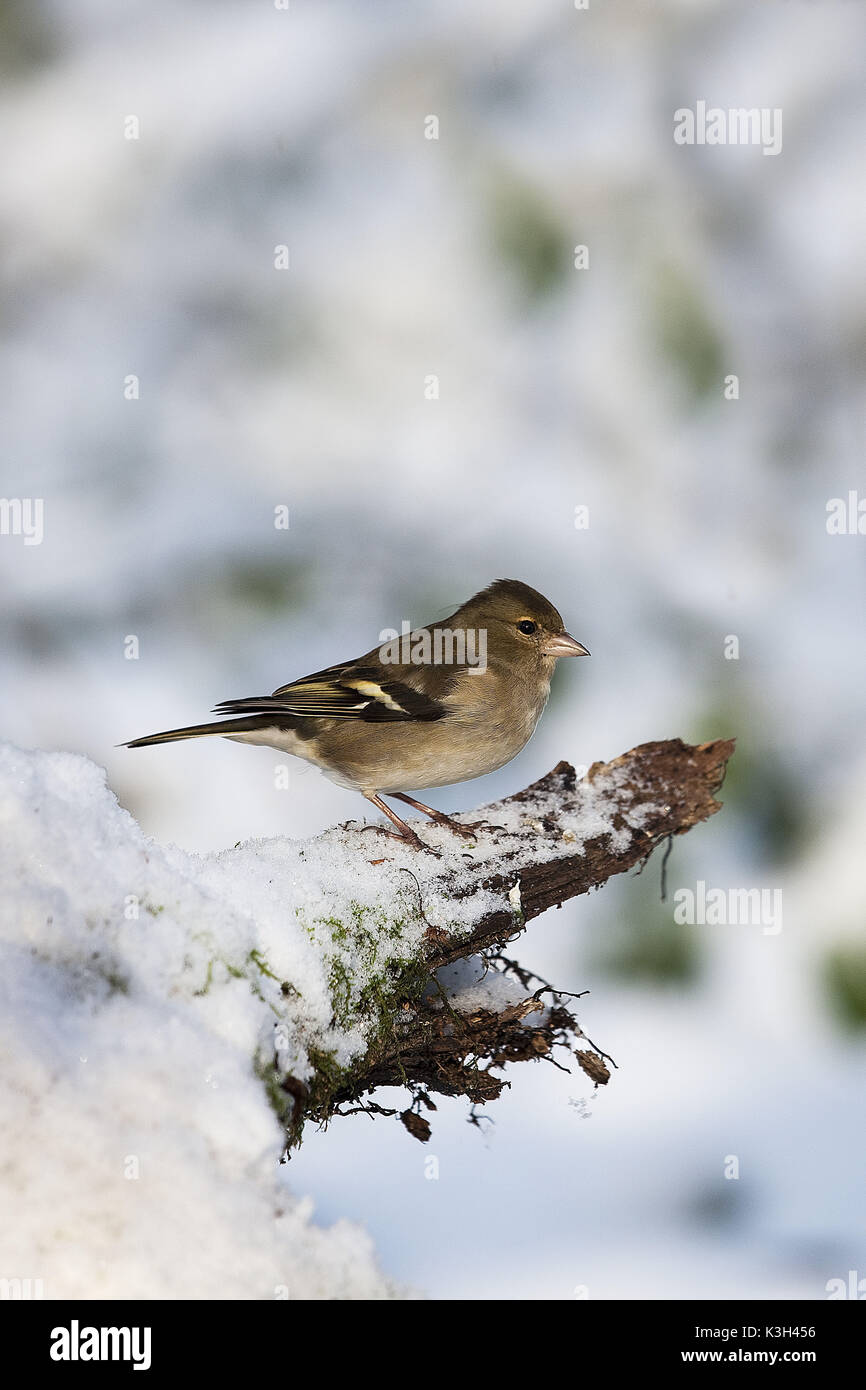 Pinzón común Fringilla coelebs, hembra, de pie en la nieve, Foto de stock