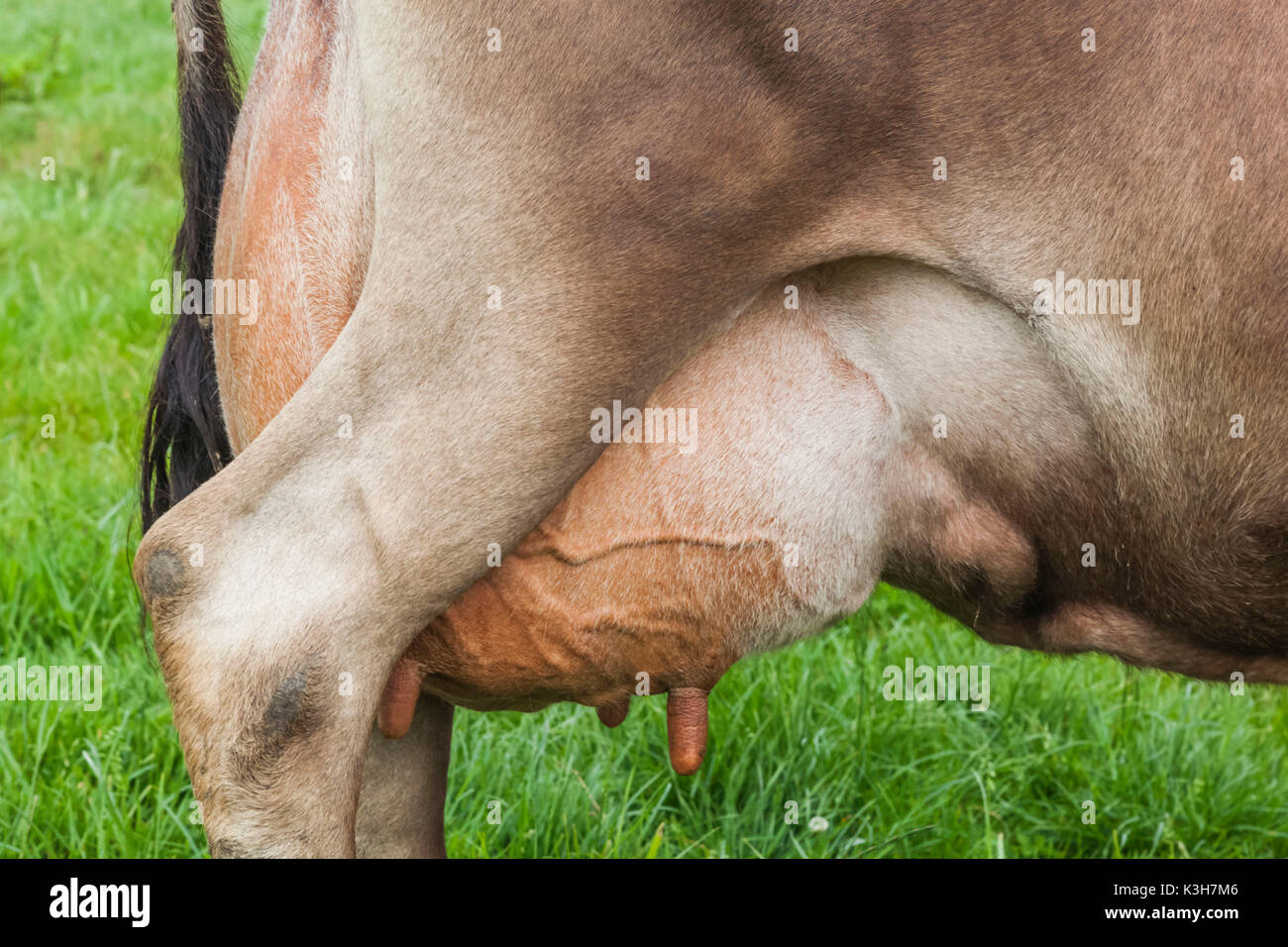 Reino Unido, Islas del Canal, Jersey, Jersey, la ubre de la vaca detalle Foto de stock
