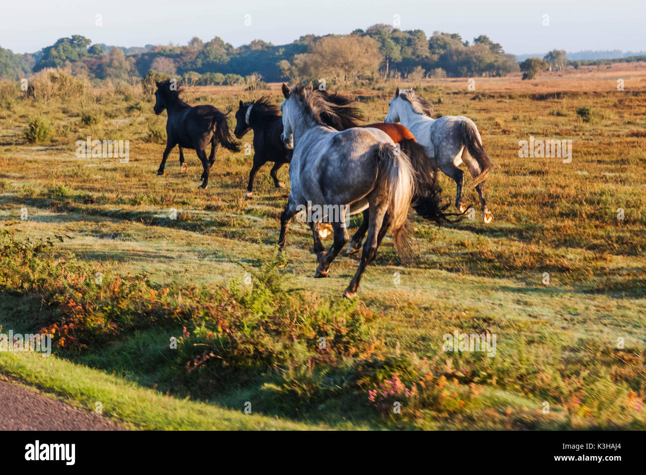 Inglaterra, Hampshire, New Forest, caballos galopando Foto de stock