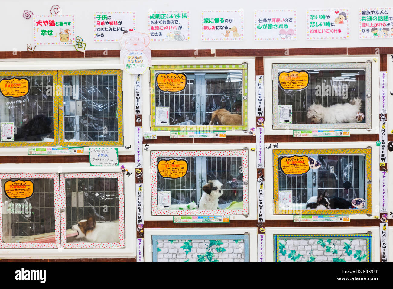 Japón, Hoshu, prefectura de Yamanashi, Kobuchizawa, Supermercado exhibición de perros Foto de stock