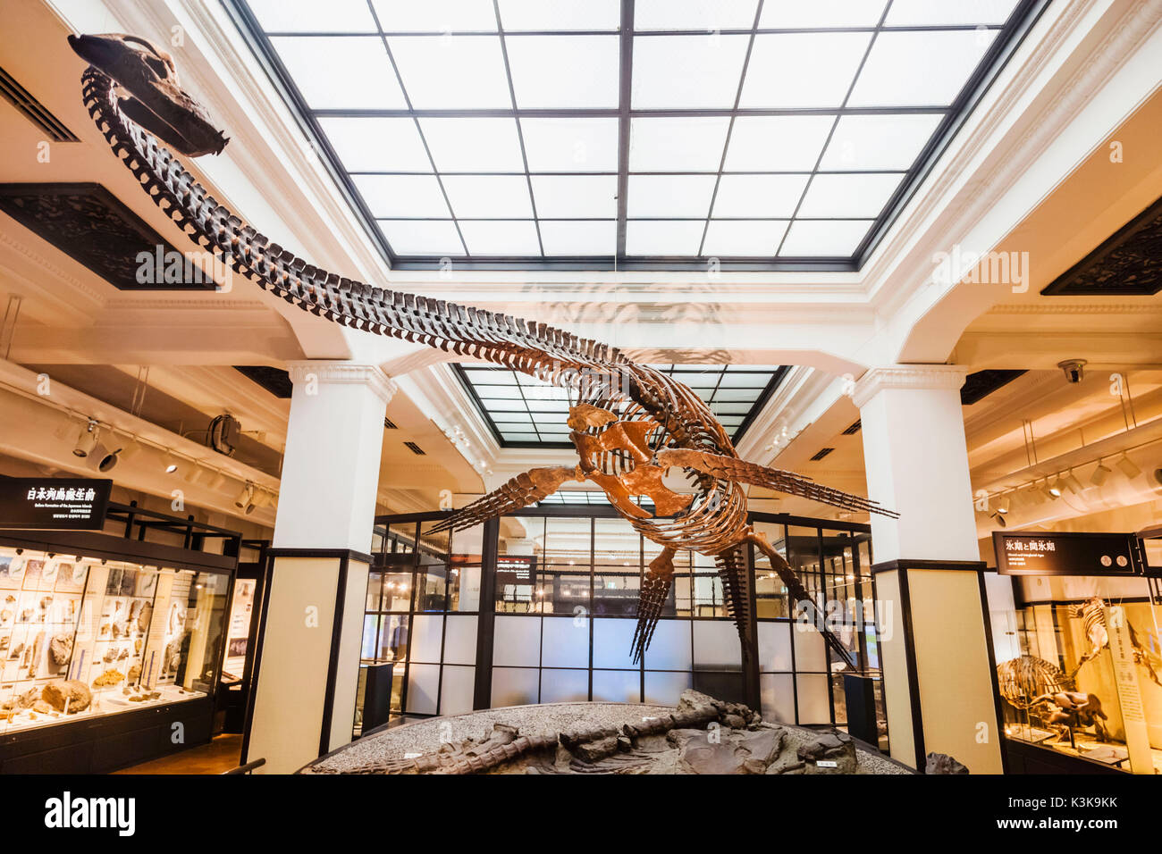 Japón, Hoshu, Tokio, el parque Ueno, el Museo Nacional de Naturaleza y Ciencia, Plesiosaurio esqueleto de dinosaurio Foto de stock