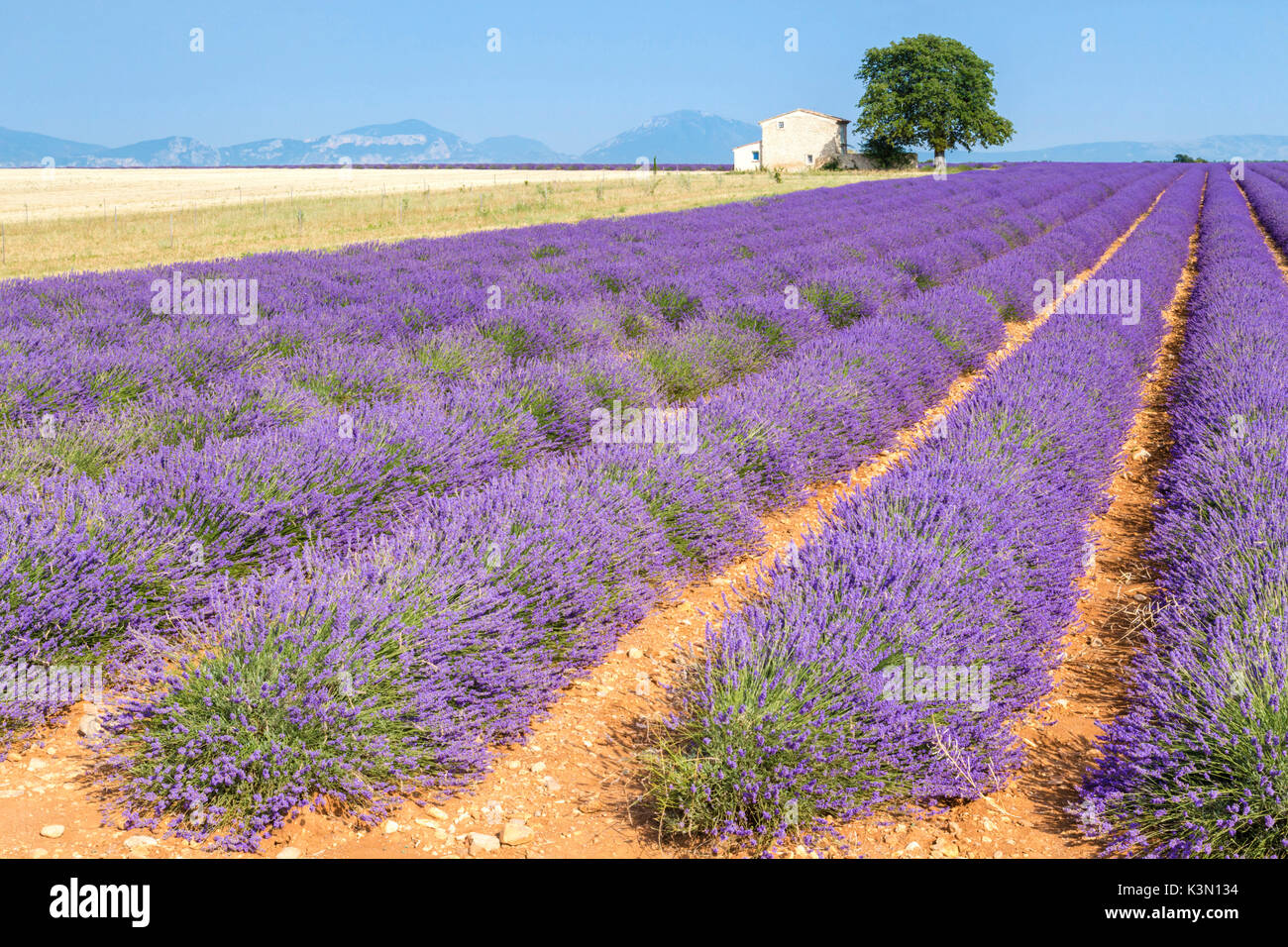 Campo cerca de Valensole, Alpes-de-Haute-Provence, Provence-Alpes-Côte d'Azur, Francia. Foto de stock