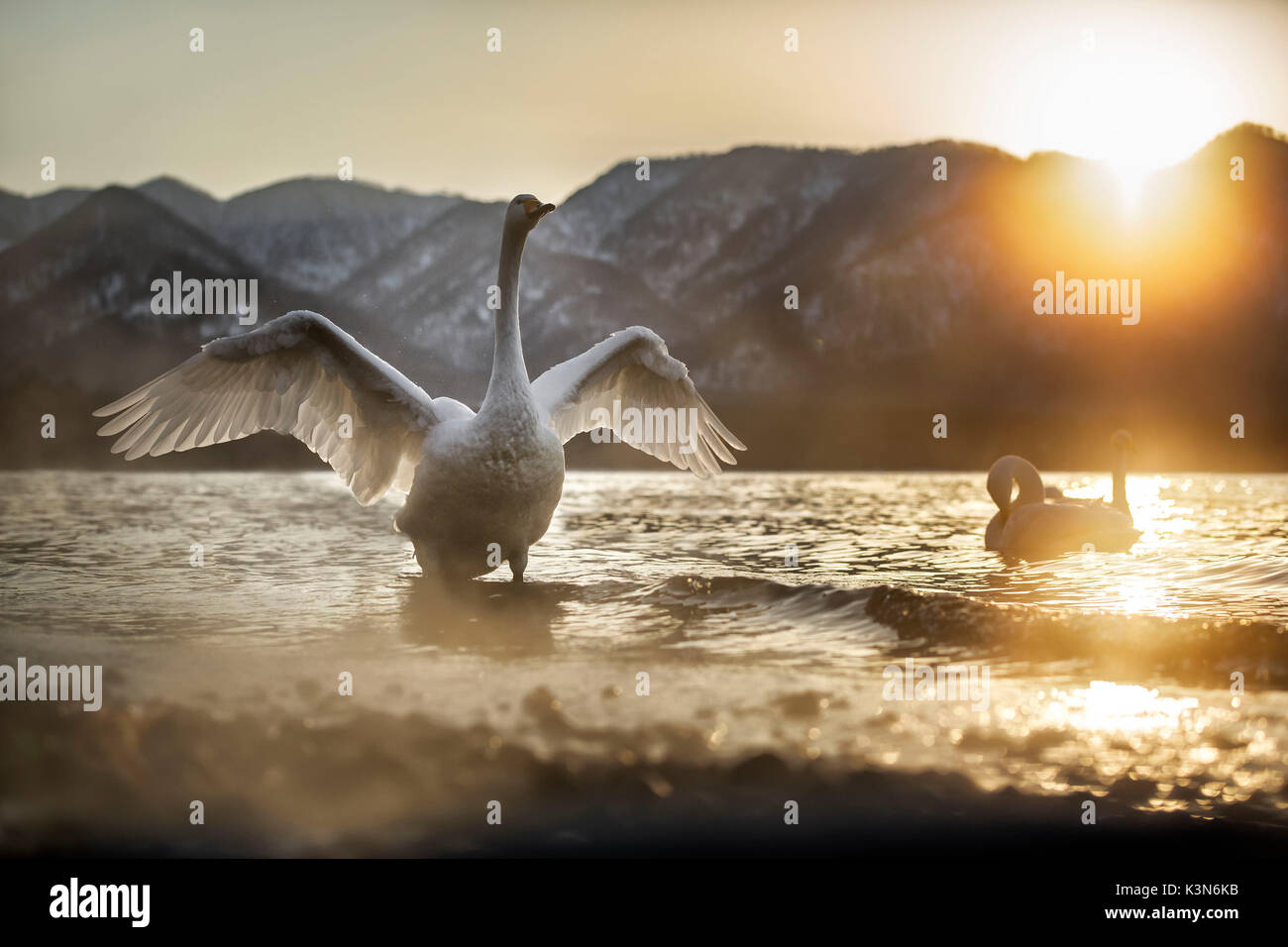 Cisnes cantores en el lago Kussharo, Hokkaido, Japón Foto de stock