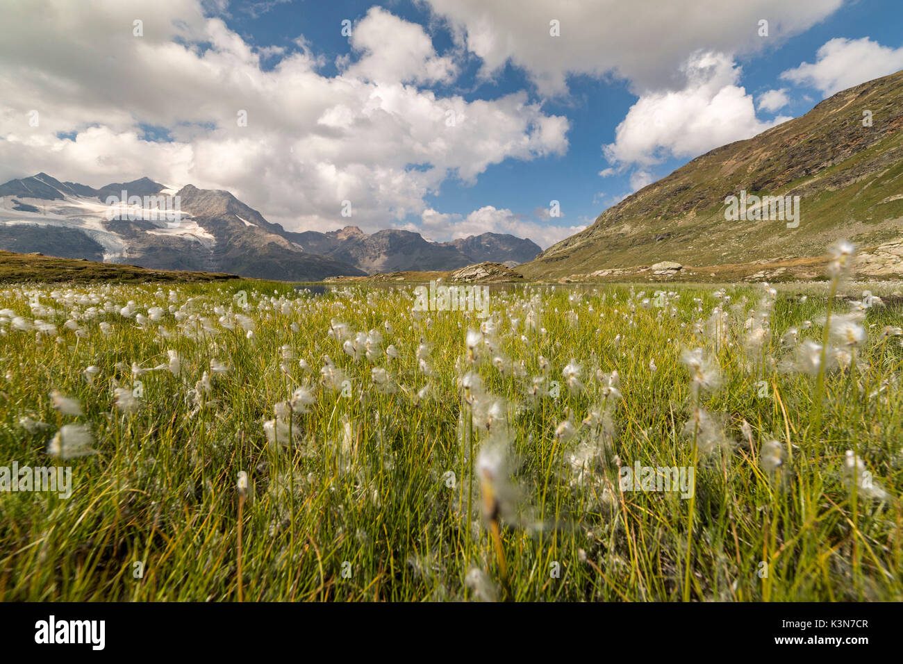 Campo Cottongrass. Engadin, Graubunden, Suiza. Foto de stock