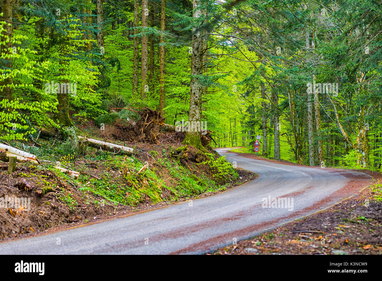 Carretera con curvas en el bosque, Foreste Casentinesi NP, distrito de Emilia Romagna, Italia Foto de stock
