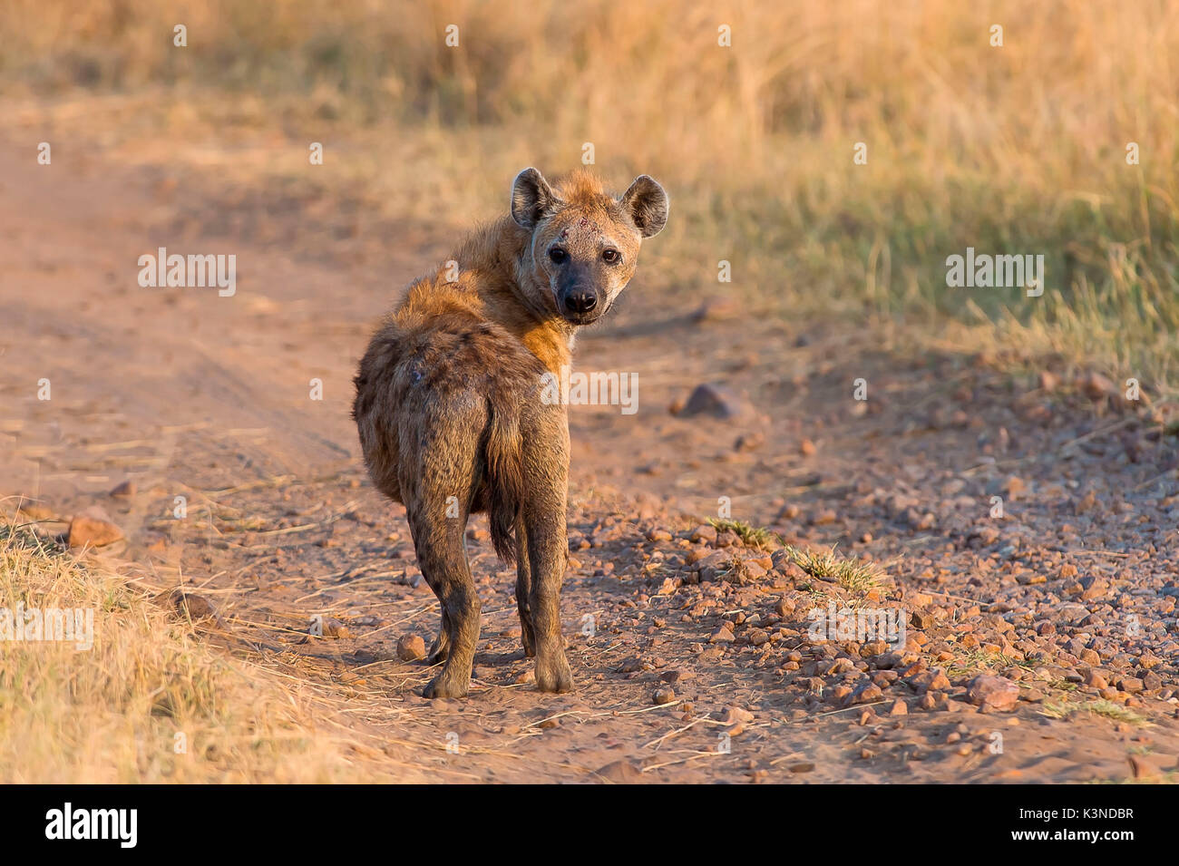 Parque de Masai Mara, Kenya,Africa una copia de la hiena ridens shot al amanecer en la reserva de Masai Mara Foto de stock