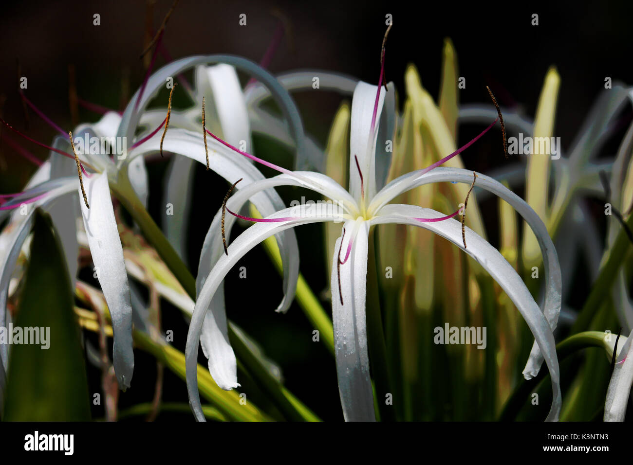 La reina emma / crinum lily flor común en Florida. Foto de stock