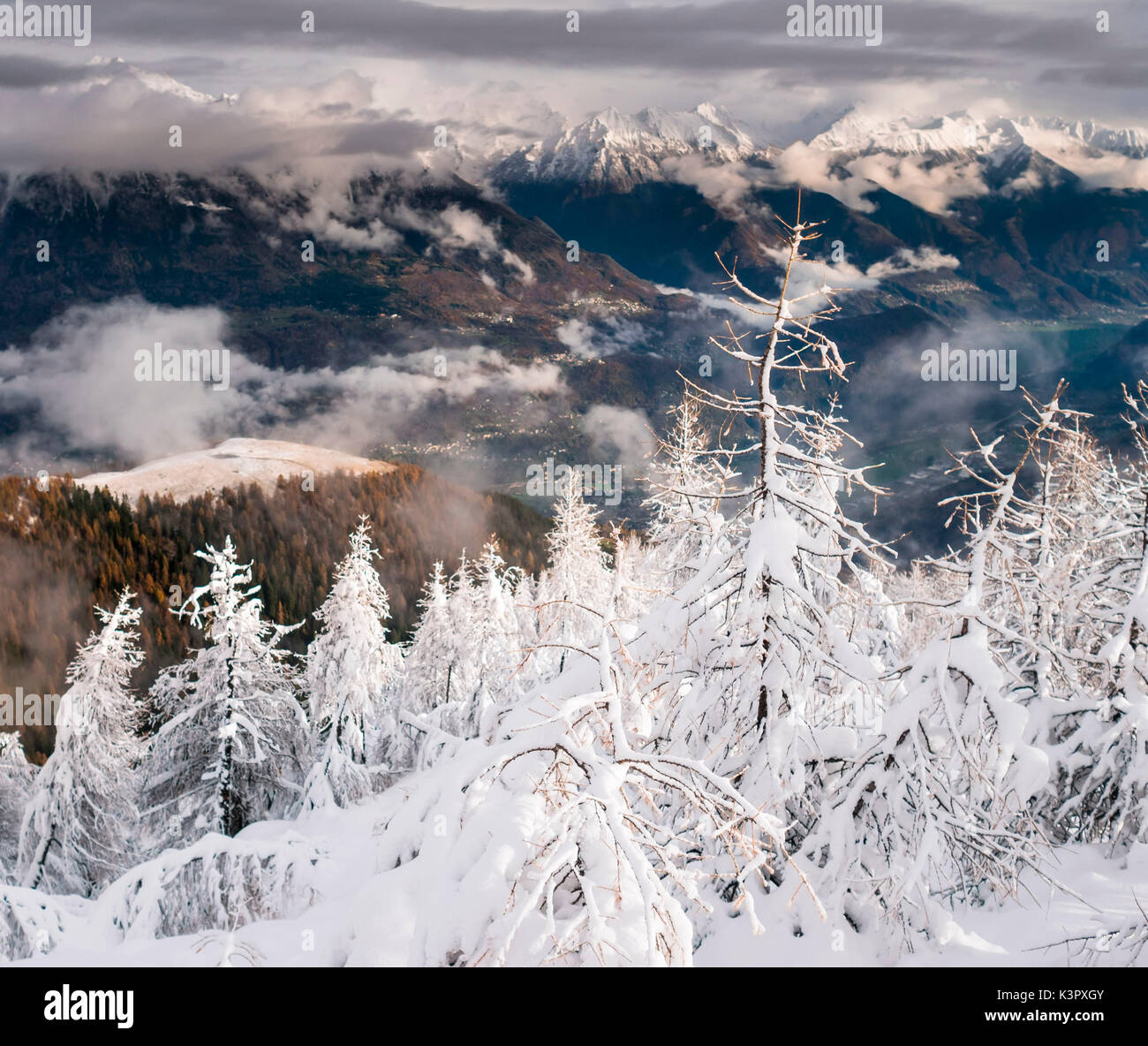Fuertes contrastes entre larchs llenos de nieve y el fondo oscuro y el valle alpino, Valtellina, Italia Foto de stock
