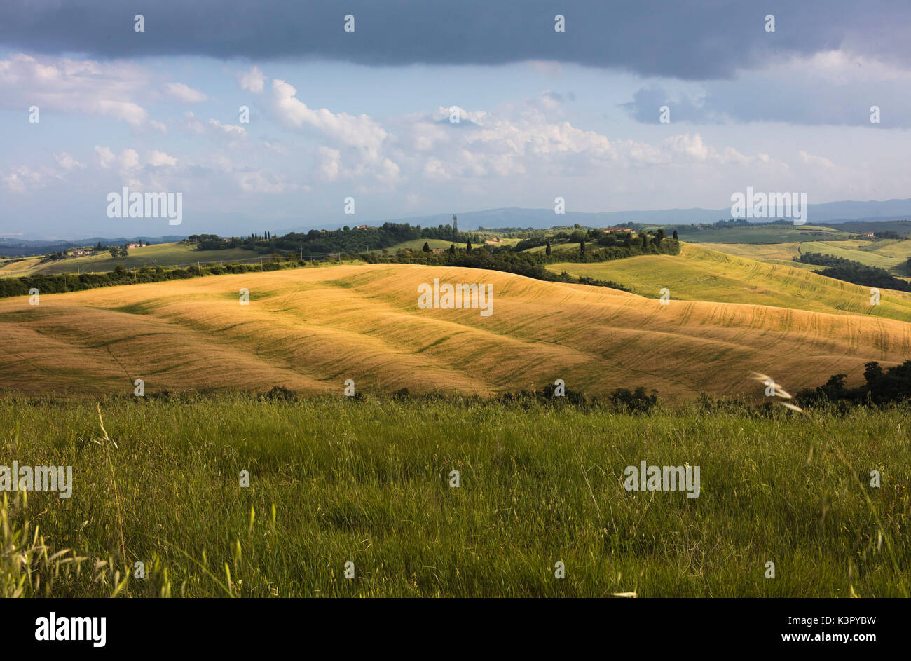 Colinas verdes y hierba en el paisaje rural de Crete Senesi (arcillas Senese) de la provincia de Siena Toscana Italia Europa Foto de stock