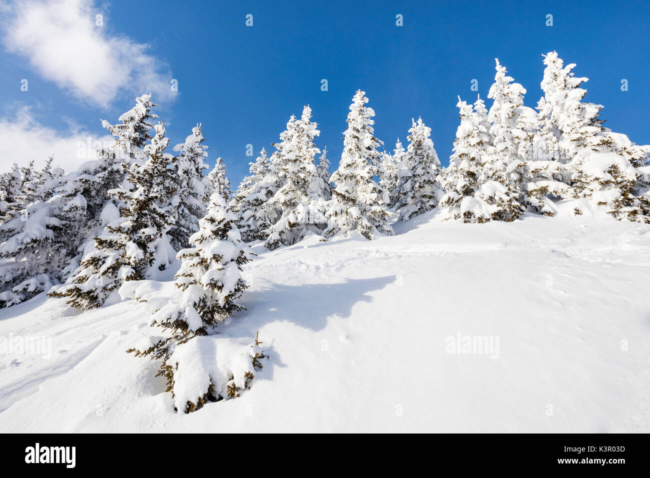 Blue Sky fotogramas del bosque cubierto de nieve en un soleado día de invierno Raron Bettmeralp distrito del cantón de Valais Suiza Europa Foto de stock