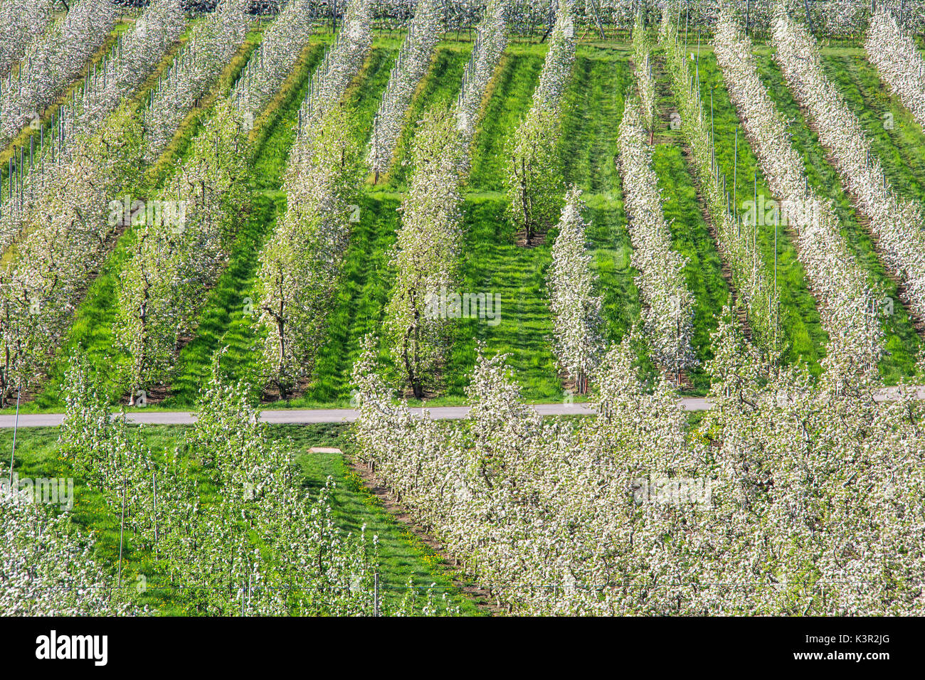 Floración manzanales Villa de Tirano provincia de Sondrio Lombardía Valtellina Italia Europa Foto de stock