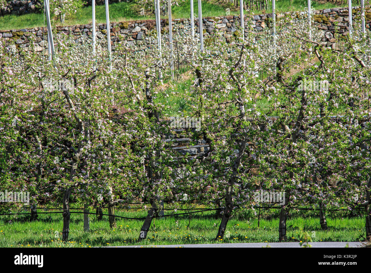 Floración manzanales Villa de Tirano provincia de Sondrio Lombardía Valtellina Italia Europa Foto de stock