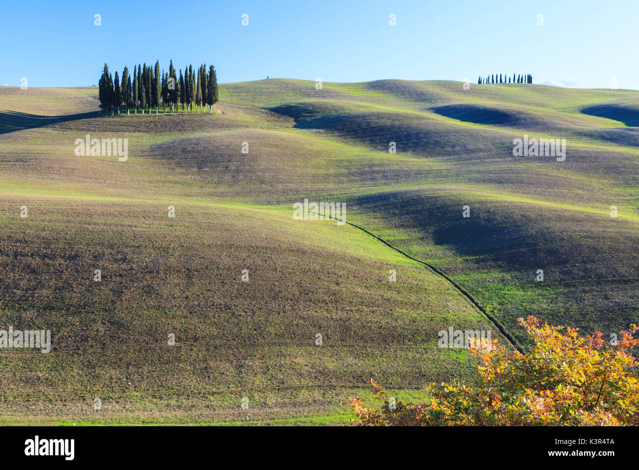 Los cipreses en San Quirico d'Orcia, Valle de Orcia, provincia de Siena, Toscana, Italia, Europa Foto de stock