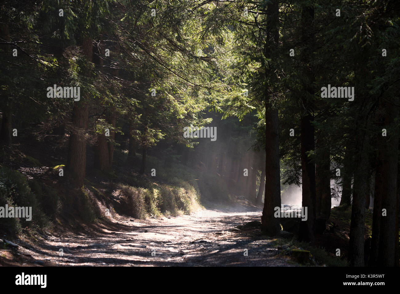 Pinar en el Parque Adamello, provincia de Brescia, Italia. Foto de stock