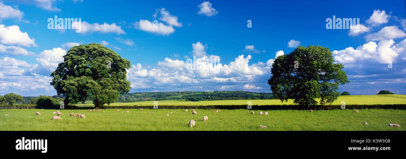 Una vista panorámica de un par coincidente de los árboles en la campiña de Cheshire Foto de stock