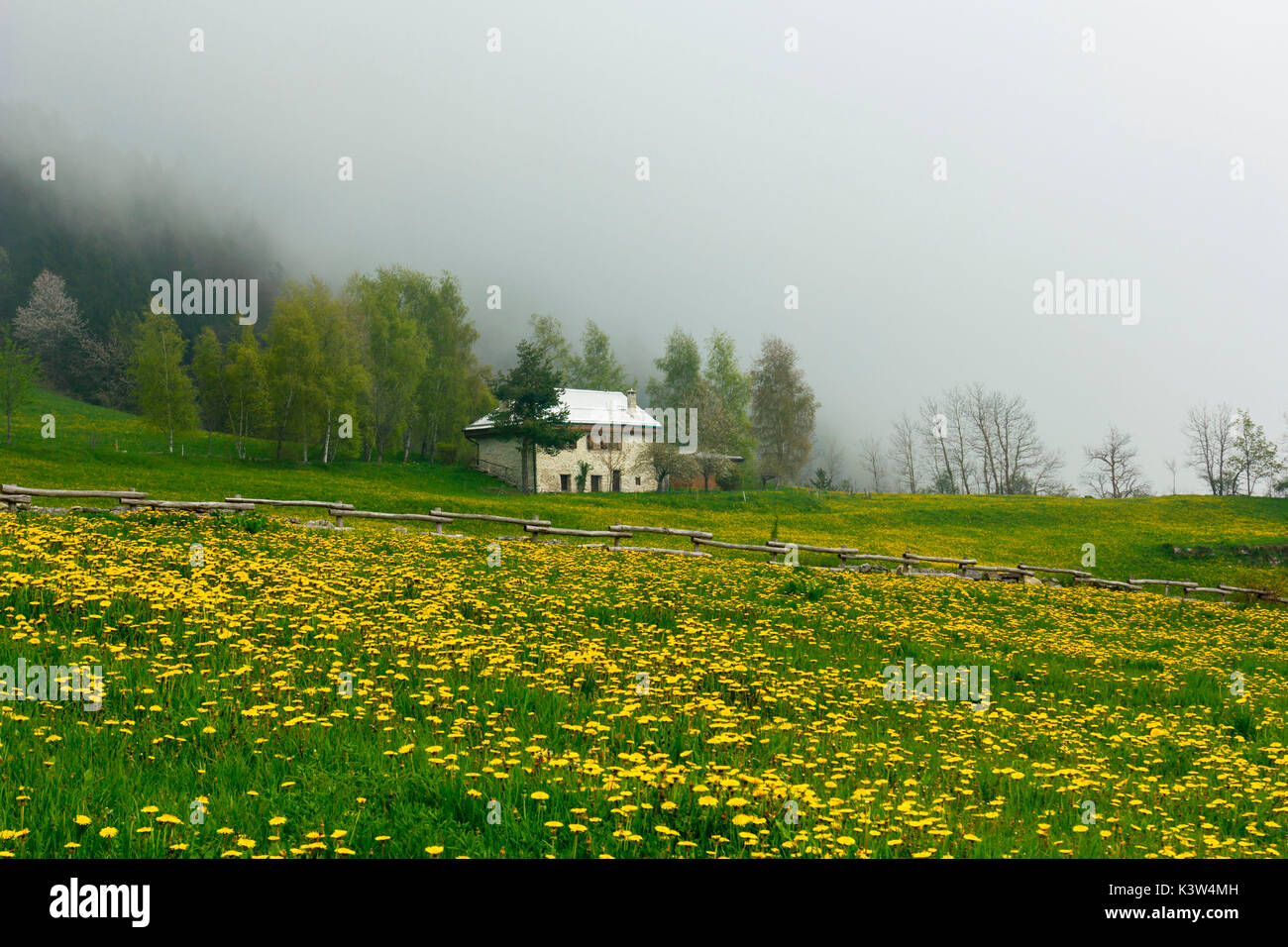 Luserna, provincia de Trento, Trentino Alto Adige, Italia. Casa de piedra con flores de diente de león. Foto de stock