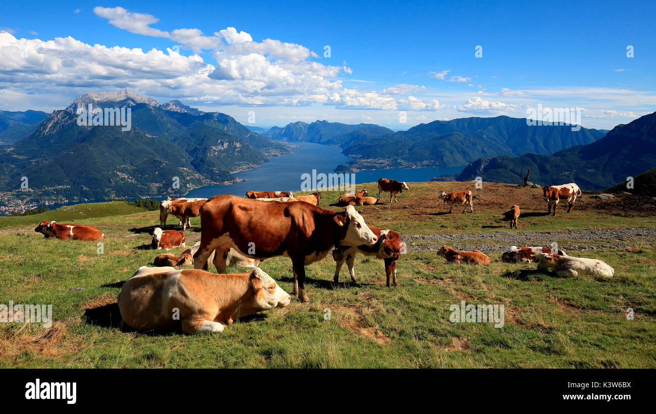 Vacas en el ALP Rescascia, Santa Maria Rezzonico, Lombardía, Italia Foto de stock