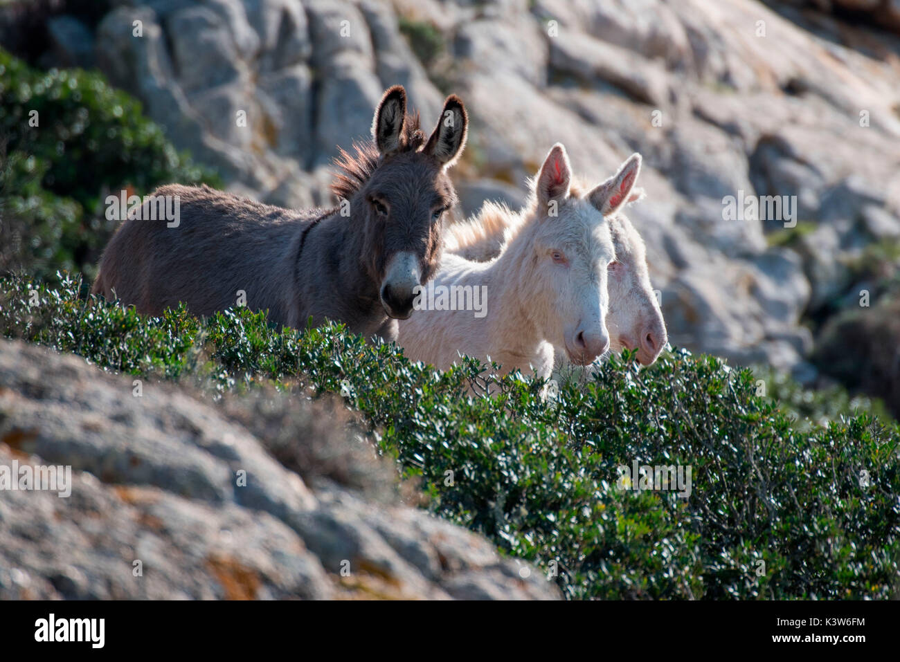 En blanco y negro de burros, Asinara Nationaal Park, Porto Torres, de la provincia de Sassari, Cerdeña, Italia, Europa. Foto de stock