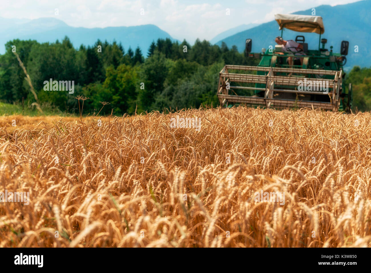 Italia, Trentino Alto Adigio, Val di Non, cosecha de trigo en el Valle del Sin. Foto de stock
