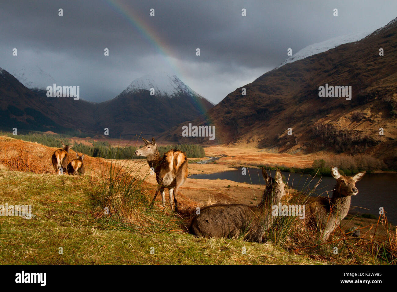 Glencoe, Escocia. Día de invierno en el altiplano, tiene la suerte de ser de repente delante de un grupo de ciervos rodeado por montañas cubiertas de nieve y con un arco iris detrás de ellos Foto de stock