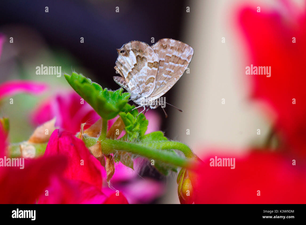 Cacyreus marshalli, exóticas especies de mariposas que procede de África, sobre una hoja de geranio Foto de stock