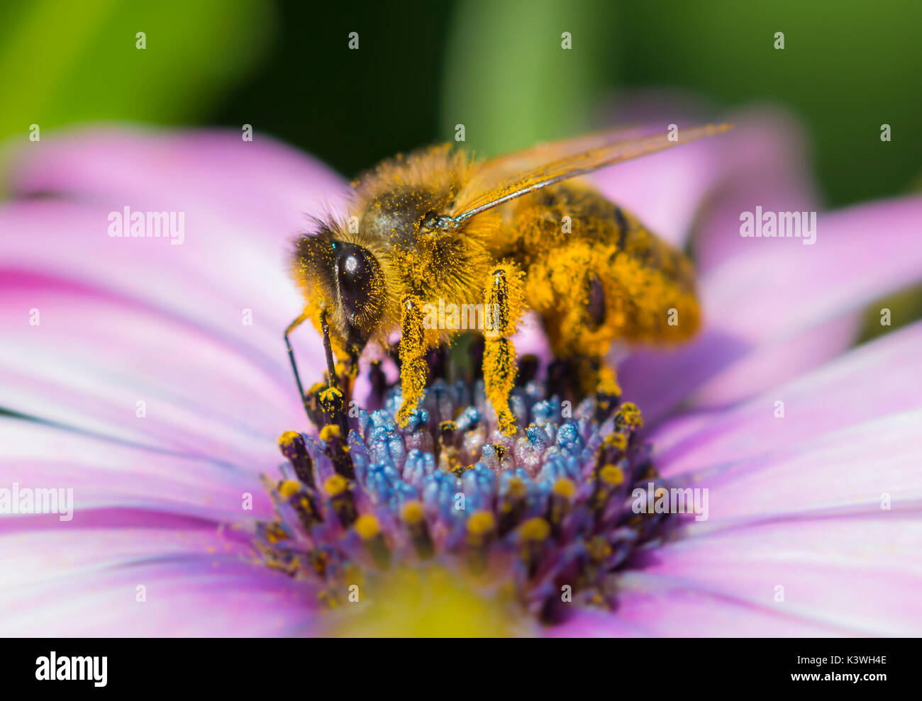Abeja de miel europea (Apis mellifera) en Osteospermum ecklonis (margarita africana) polinizando la flor en Sussex, Reino Unido. Macro polinizante de abejas. Abejas de miel. Foto de stock