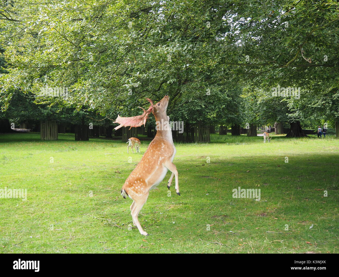Deer on back legs fotografías e imágenes de alta resolución Alamy