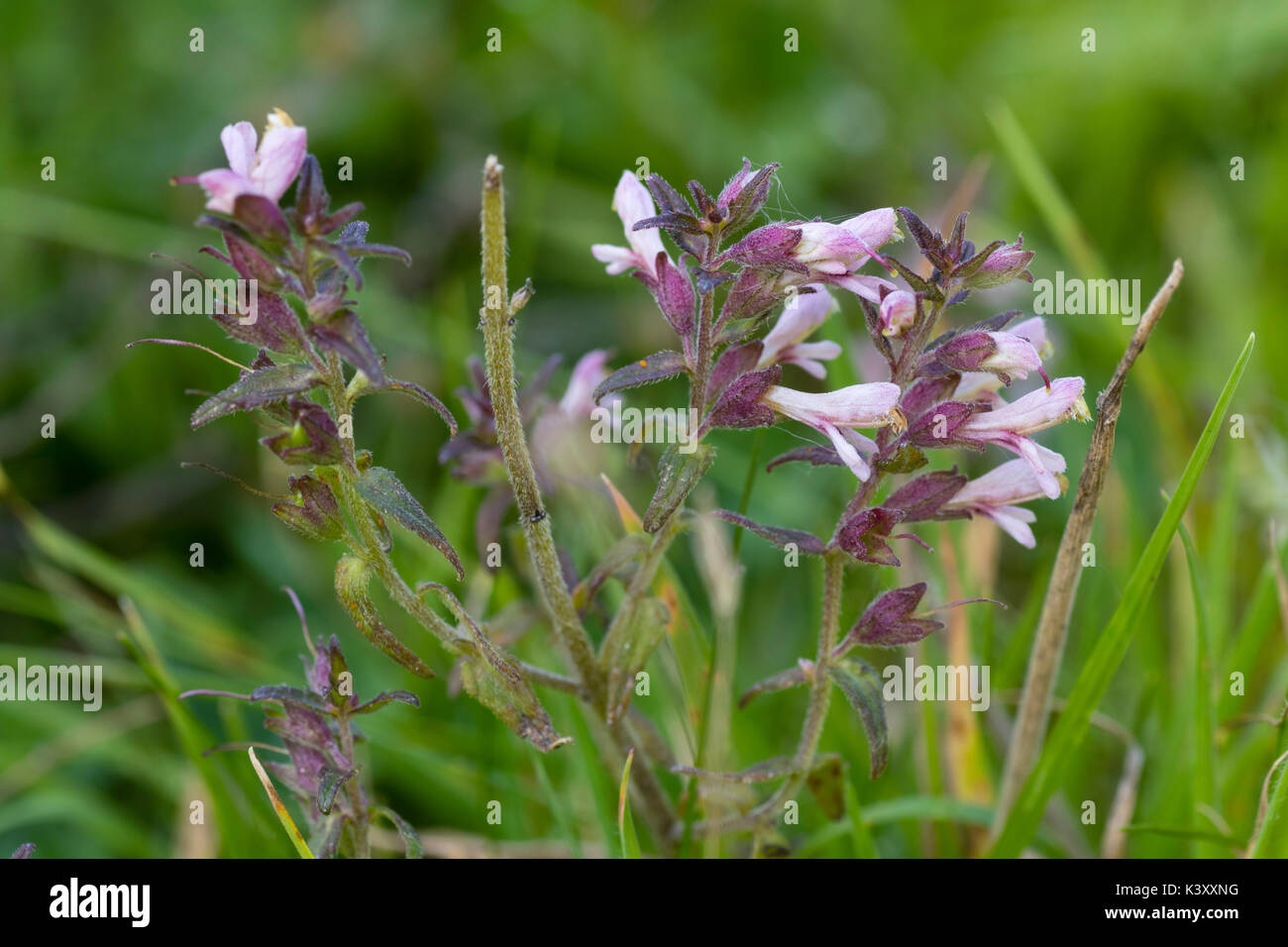 Pequeño, rosado, a finales de verano flores de color rojo, Odontites bartsia vernus, un hemi-parásito de céspedes Foto de stock