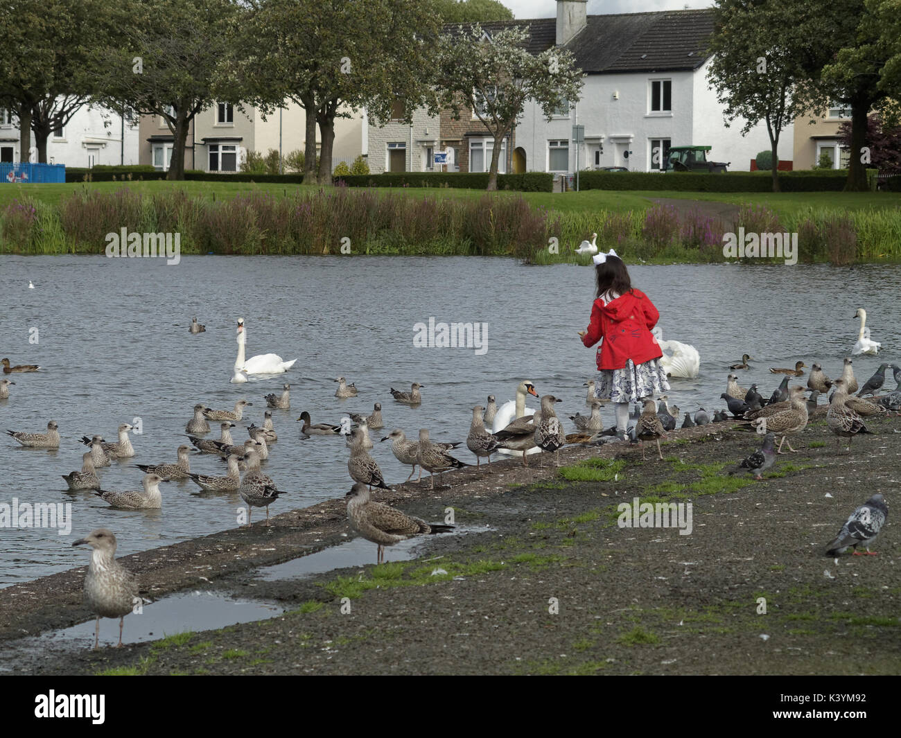 Niña en una chaqueta roja alimentar a las aves en knightswood park Glasgow Pond, cisnes, gaviotas Foto de stock