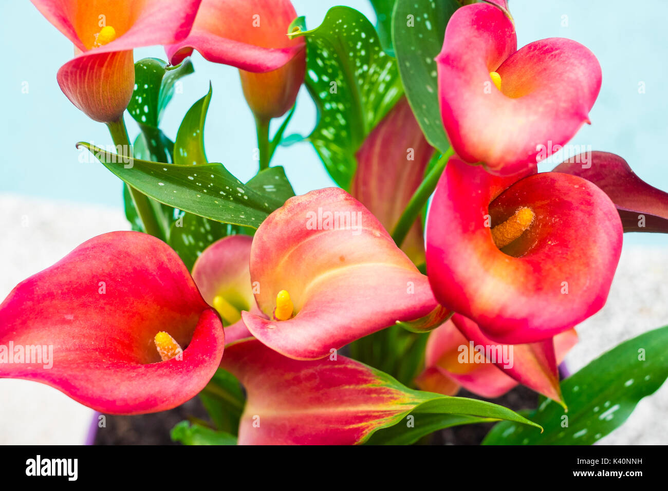 Flores alcatraces fotografías e imágenes de alta resolución - Alamy