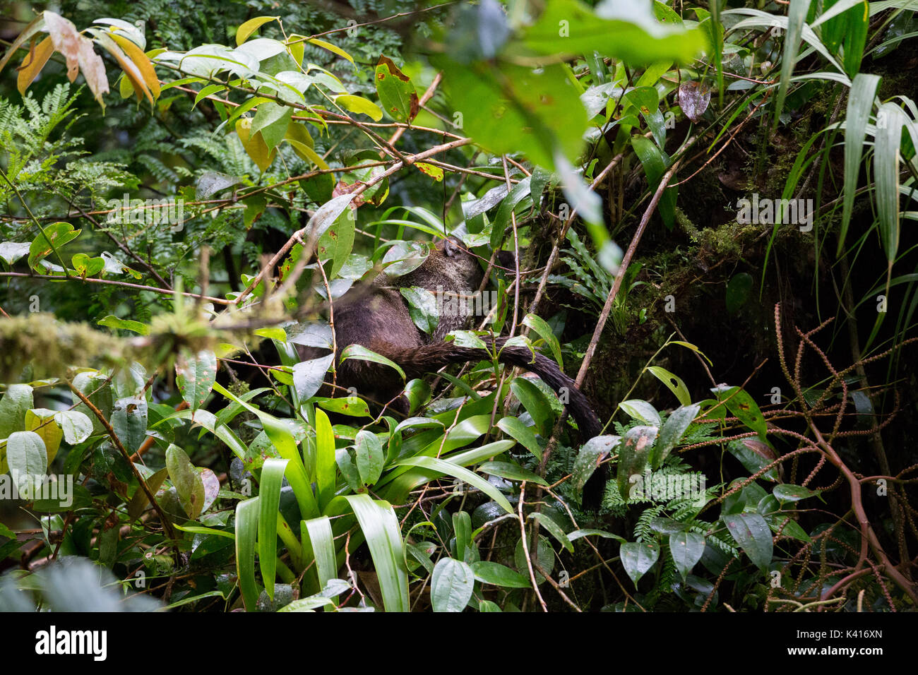 Coati en la selva de costa rica fotografías e imágenes de alta