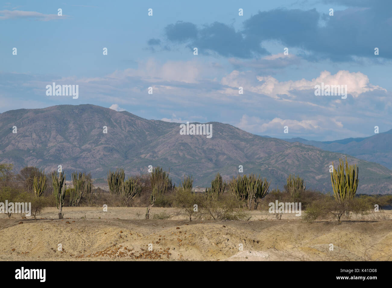 Grandes cactus de desierto rojo, el Desierto de Tatacoa, Colombia, América Latina, las nubes y la arena, en el desierto de arena roja Foto de stock