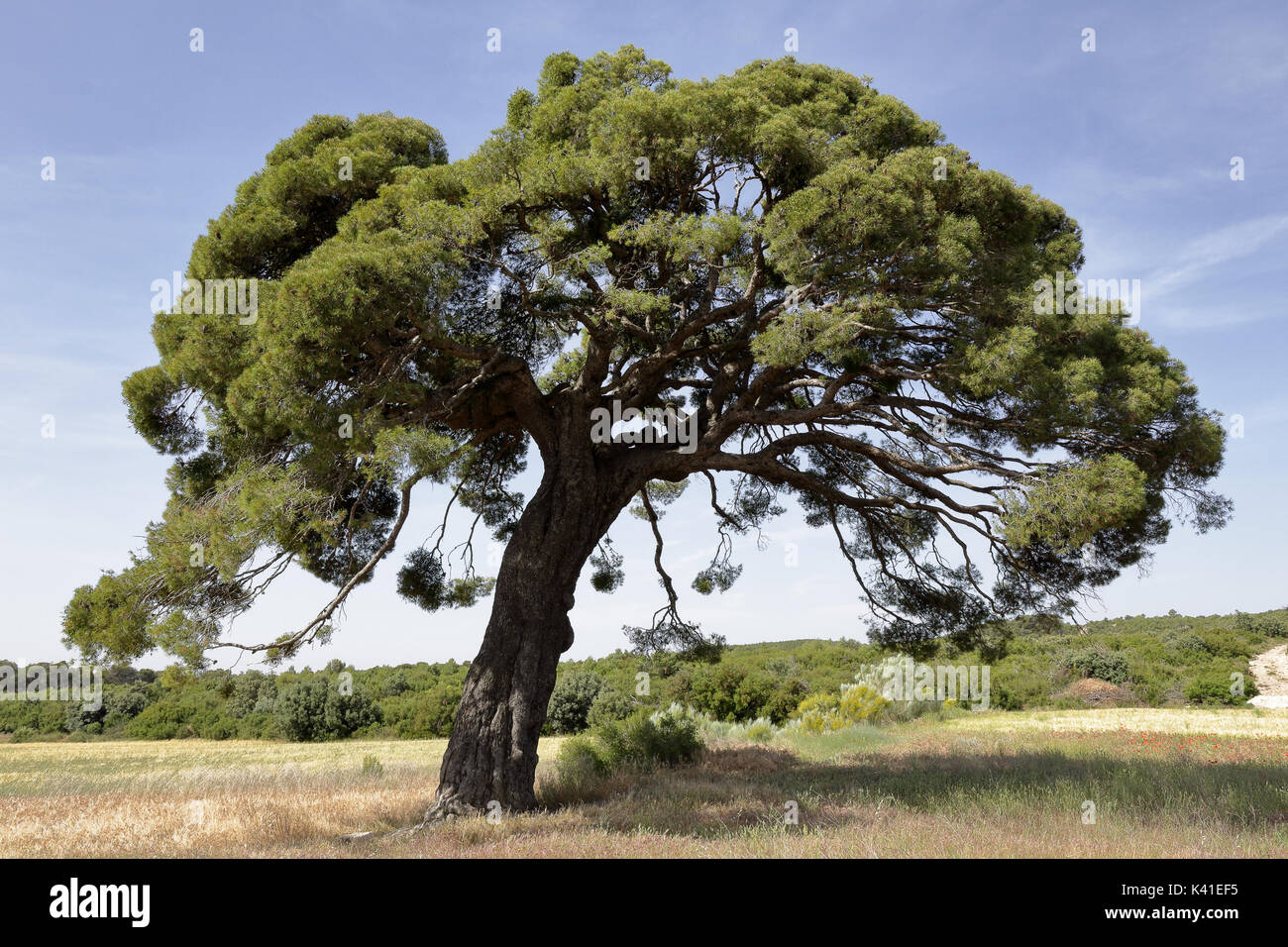 Un siglos Big Pine Tree rodeado por campos de maíz amarillo Foto de stock