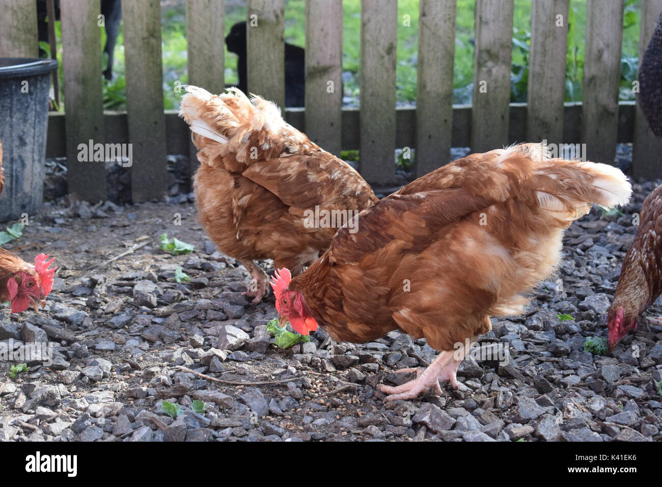 Brown gallinas disfrutando verdes Foto de stock