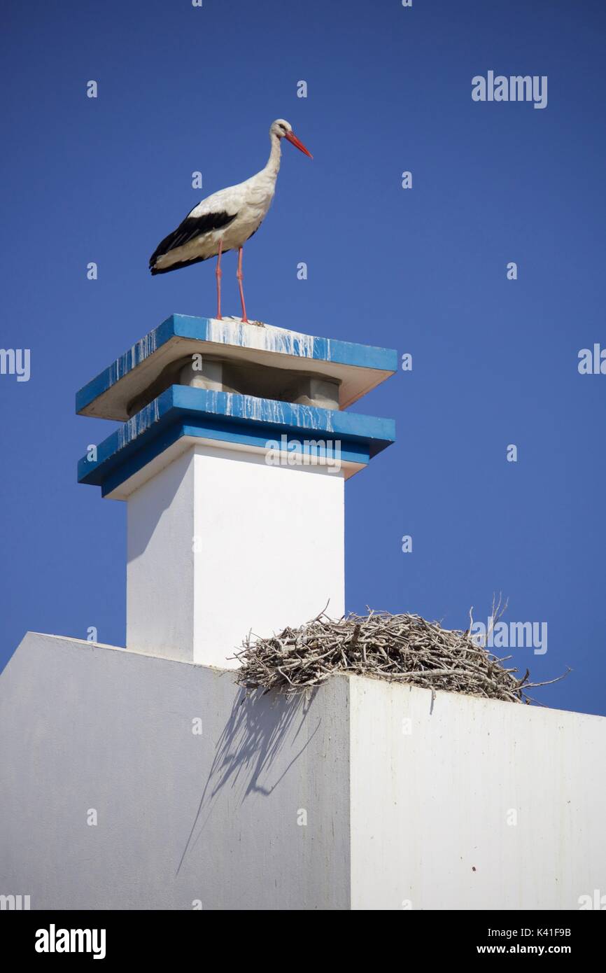 Cegonha junto ao ninho em chaminé no Alentejo, Portugal Foto de stock