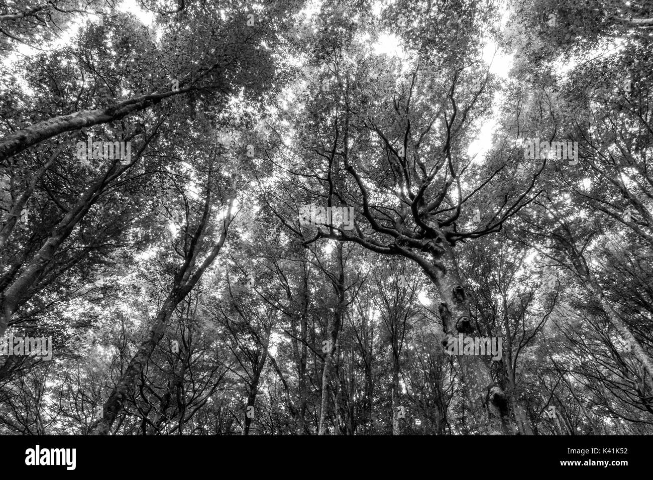 Una vista de un bosque con árboles muy expresivo Foto de stock